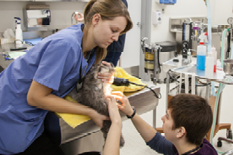 Animal Health Technology students perform procedures on a cat